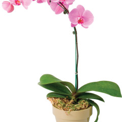 A mística natural de Orquídeas