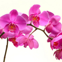 Cuidar de orquídeas – Orquídeas Phaleanopsis