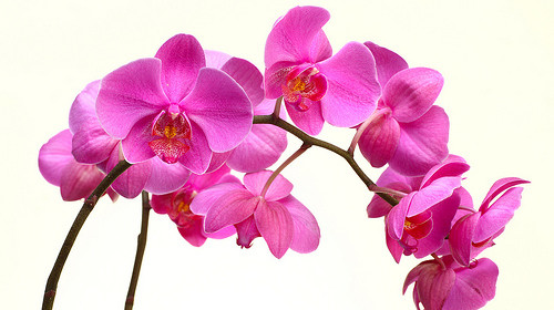 Cuidar de orquídeas – Orquídeas Phaleanopsis