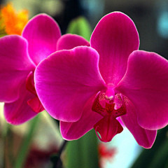 Dicas para o cultivo de Orquídeas