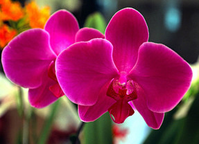 Dicas para o cultivo de Orquídeas