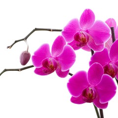 Como cultivar orquídeas em casa
