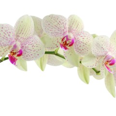 Como manter orquídeas saudáveis e bonitas