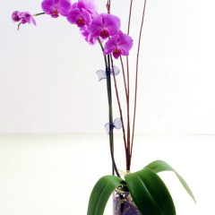 Dicas para cultivar orquídeas