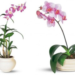 Cultivar orquídeas de interior