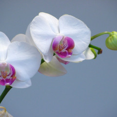 Orquídeas: aspectos importantes